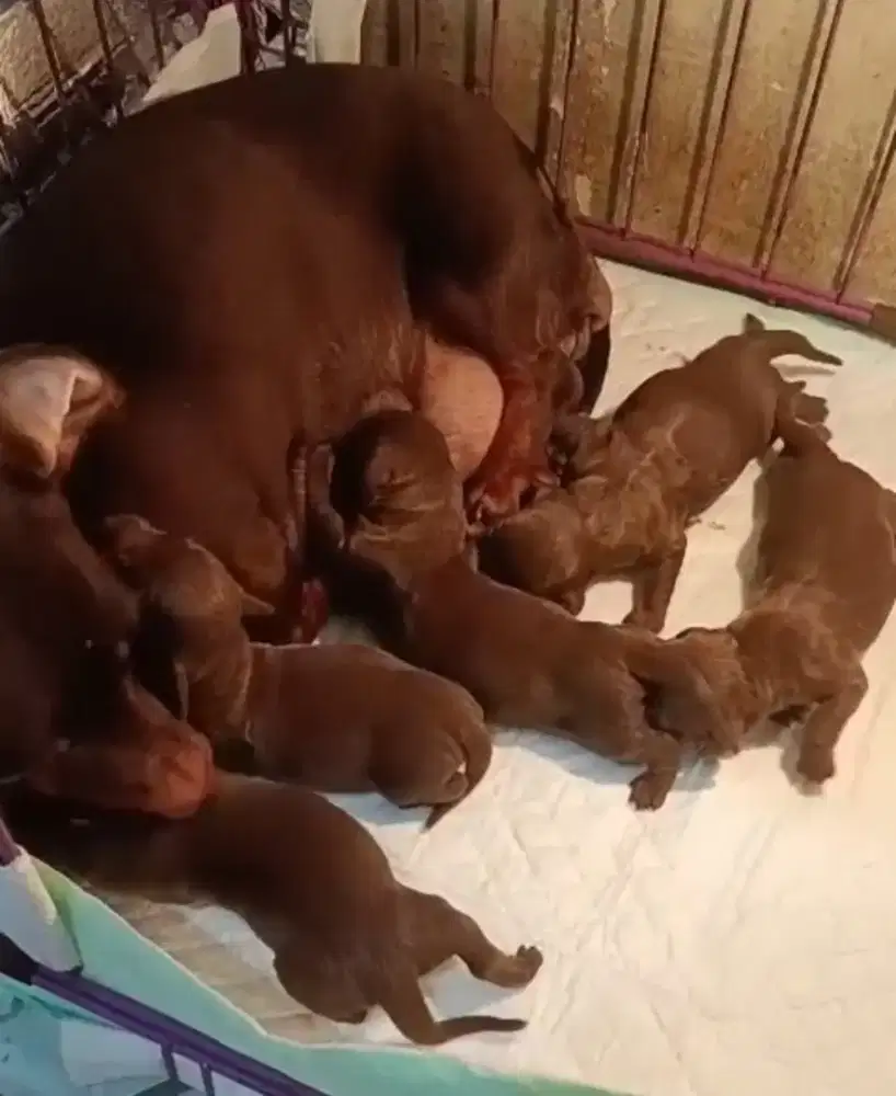 Open booking 5 ekor puppies dachshund brown tan