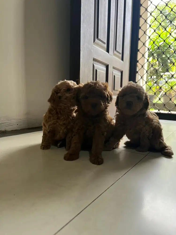Toy Poodle, fawn, umur 1 bulan