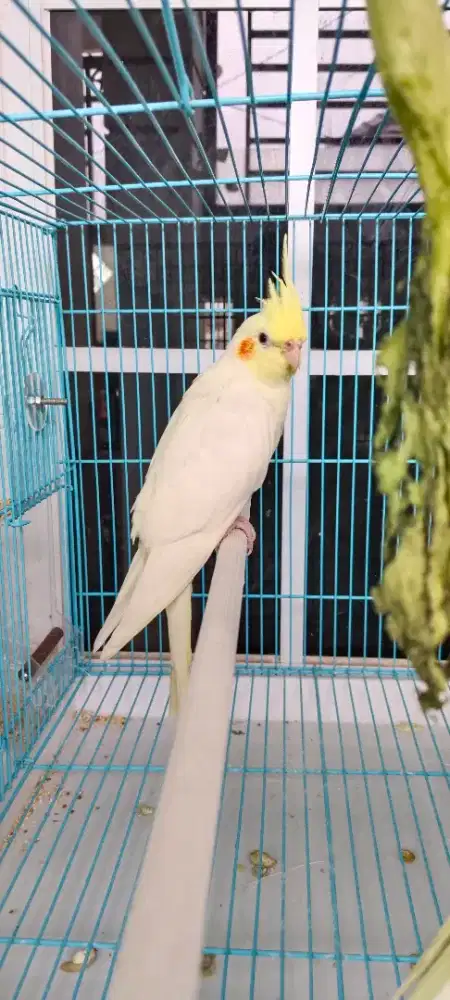 Burung Falk Australia J rmja