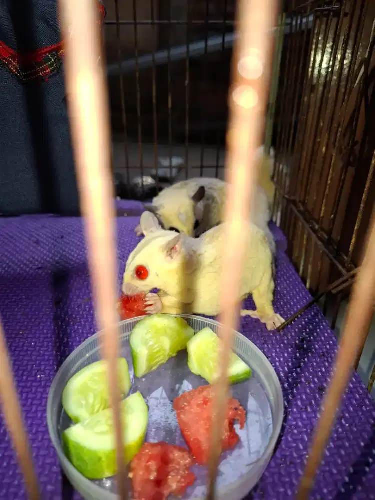 Dijual sugar glider sepasang