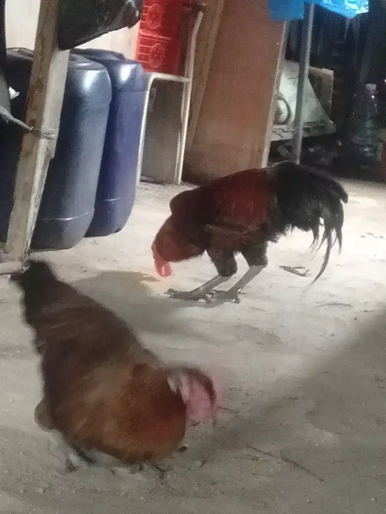 Ayam pelung jumbo sepasang