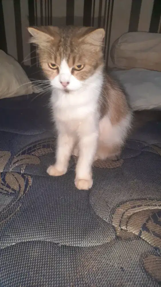 Open adopt indukan persia flatnose