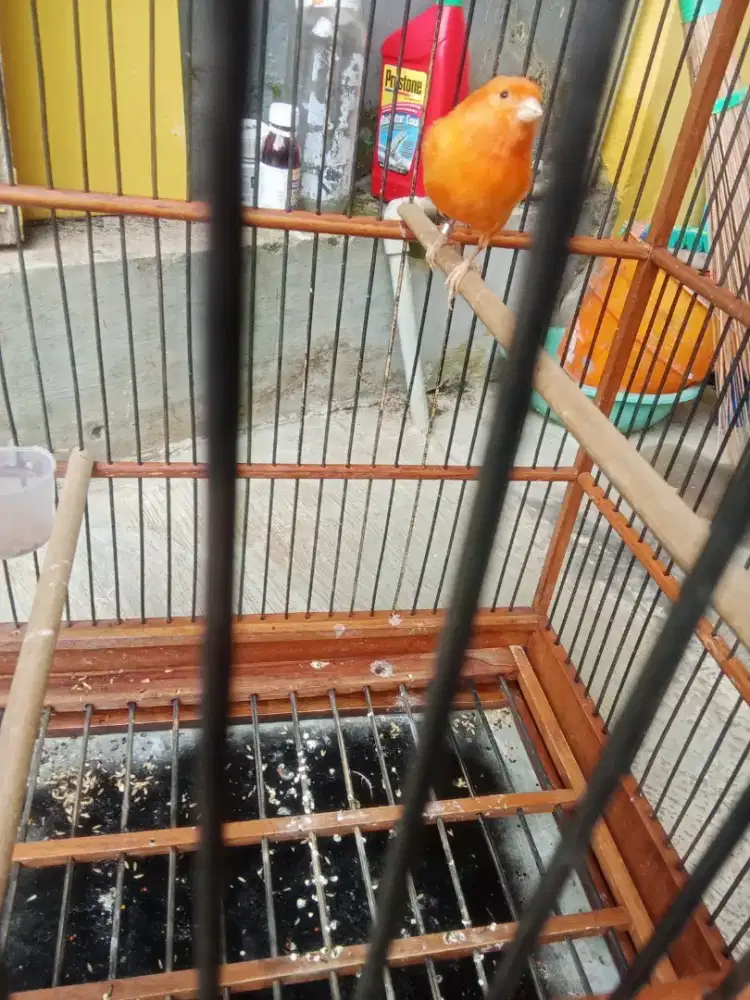 Kenari merlok jantan gacoran