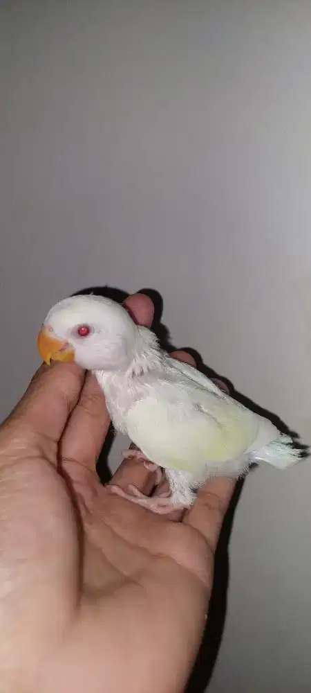 Lolohan lovebird non klep