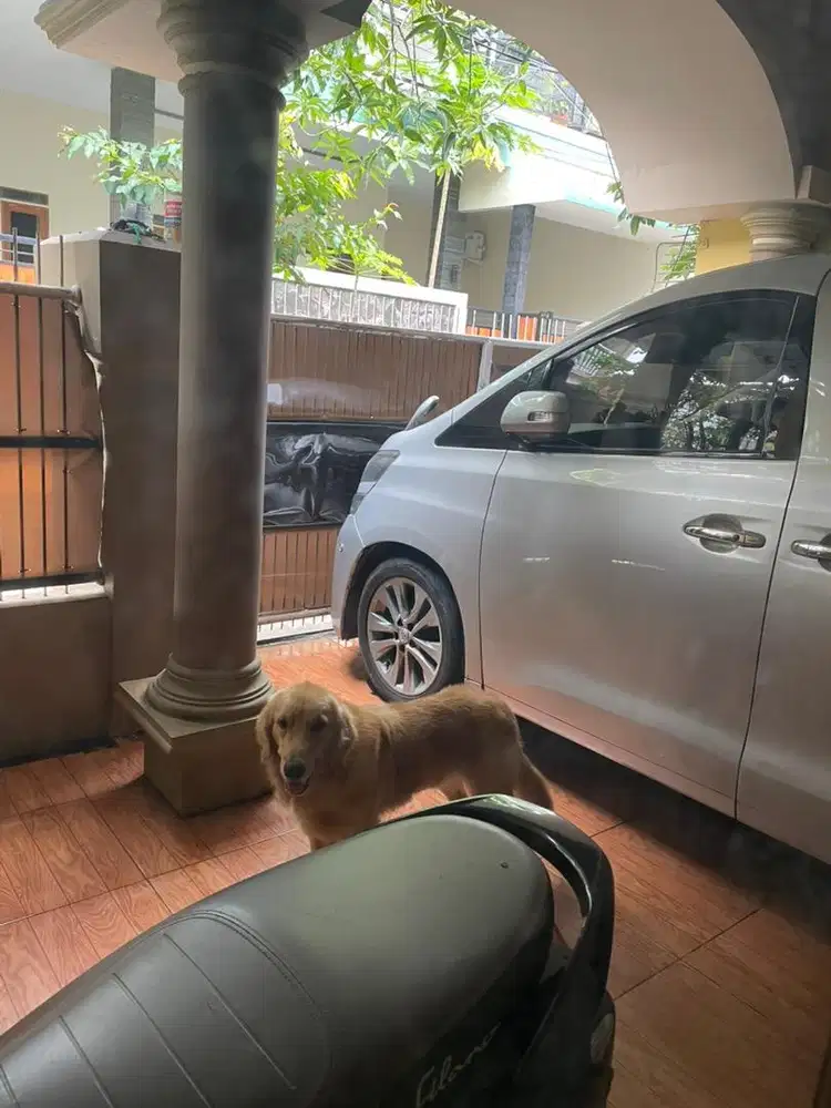 ANJING GOLDEN 8 BULAN