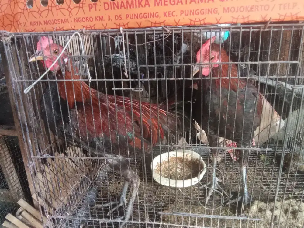 Ayam jago ketawa disko
