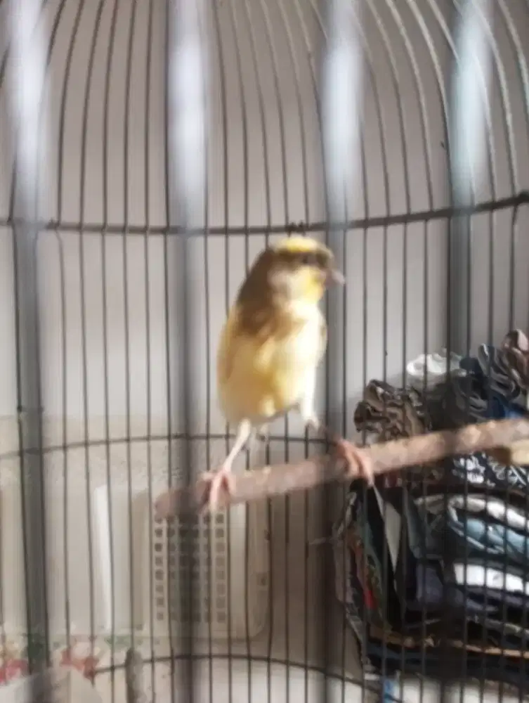 Jual kenari AF BON extrajoss jantan