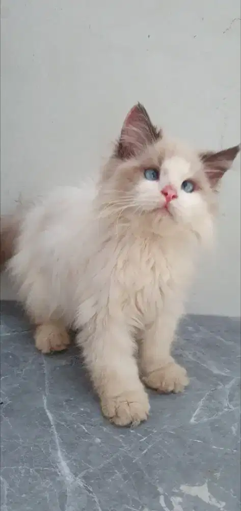Kitten Ragdoll MaLe special mata Unik