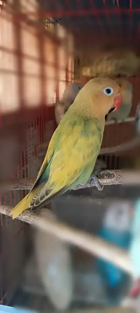 Aqua B1 pied dec ino