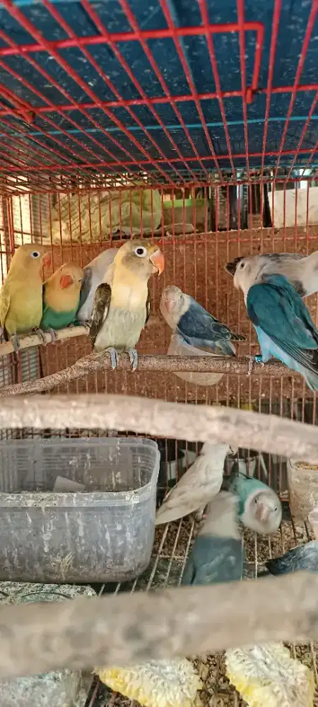 Aneka jenis LB, harga sesuai kualitas