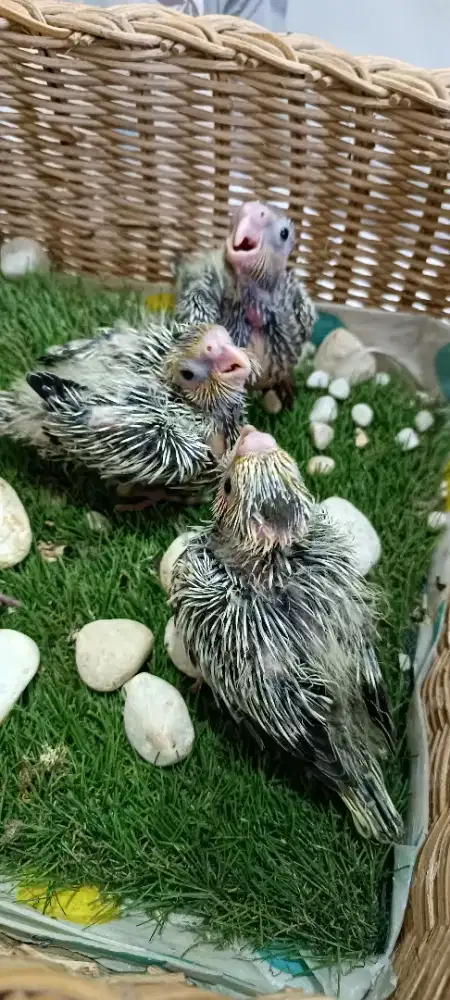 Anakan Falk pearl, harga perekor