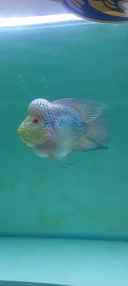 Ikan Louhan Bonsai koin