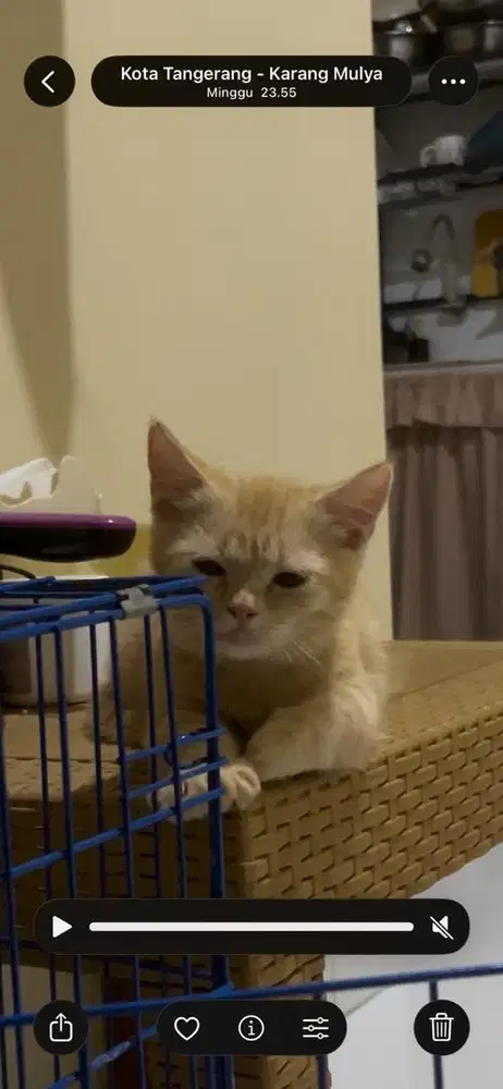 Bsh munchkin red jantan 4 bulan