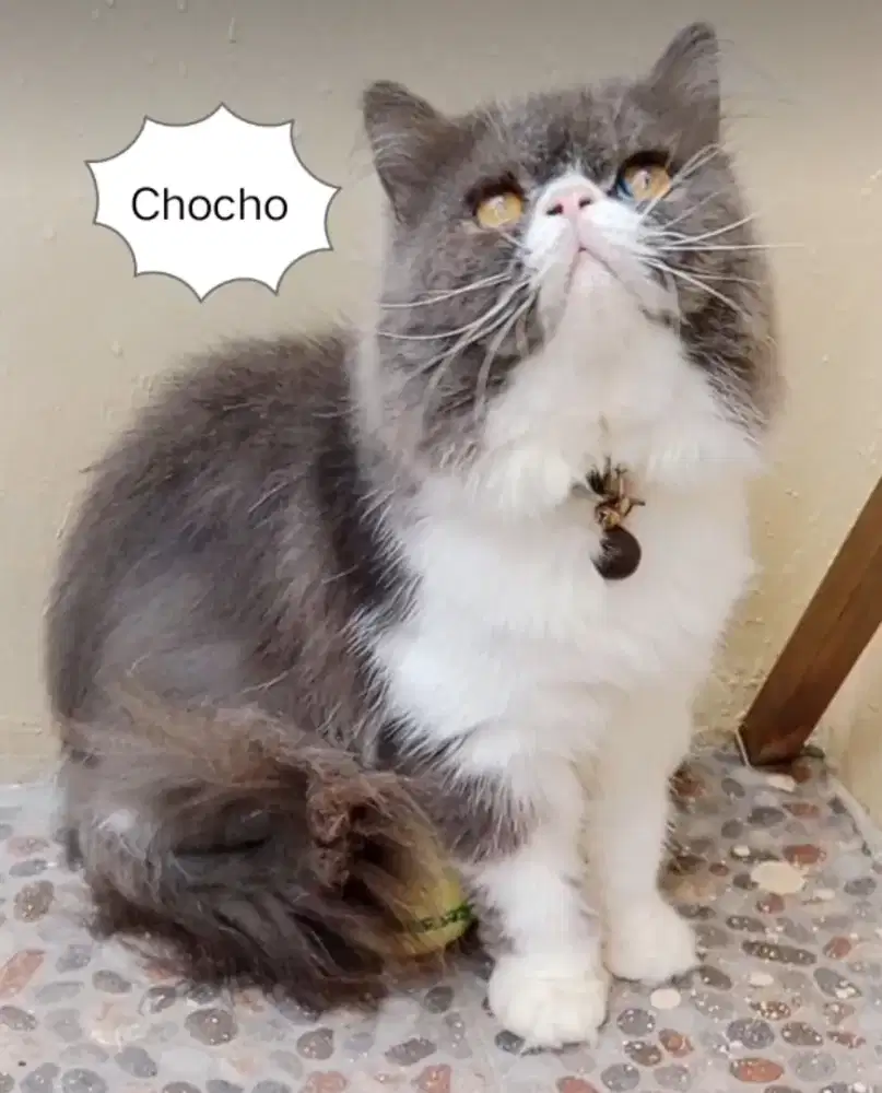 Siap untuk di adopsi