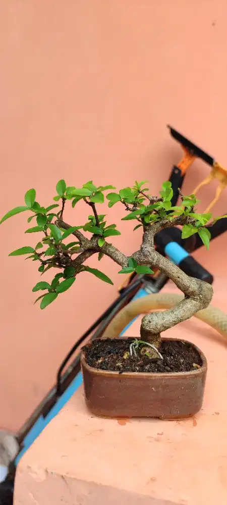 Bonsai anting putri