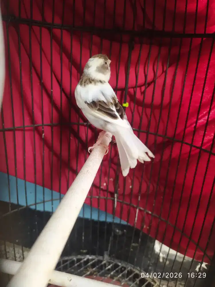 Kenari  panda betina