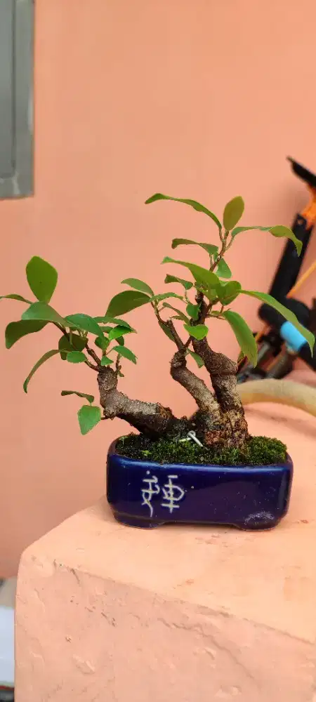 Bonsai mini beringin iprik
