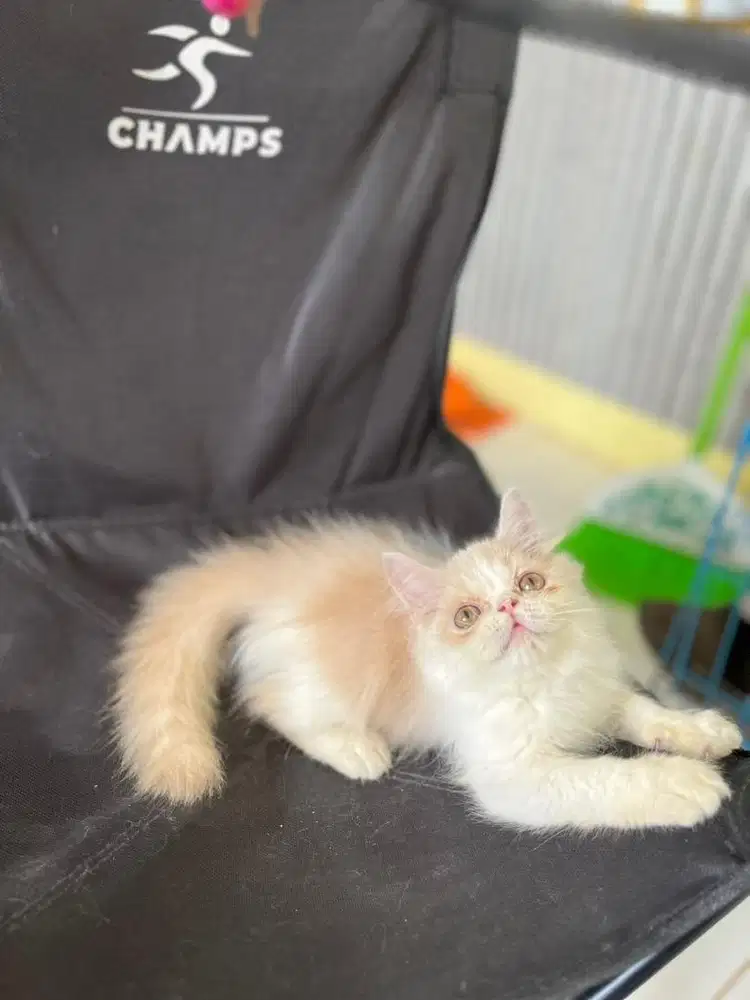 Persia peaknose hidung turun