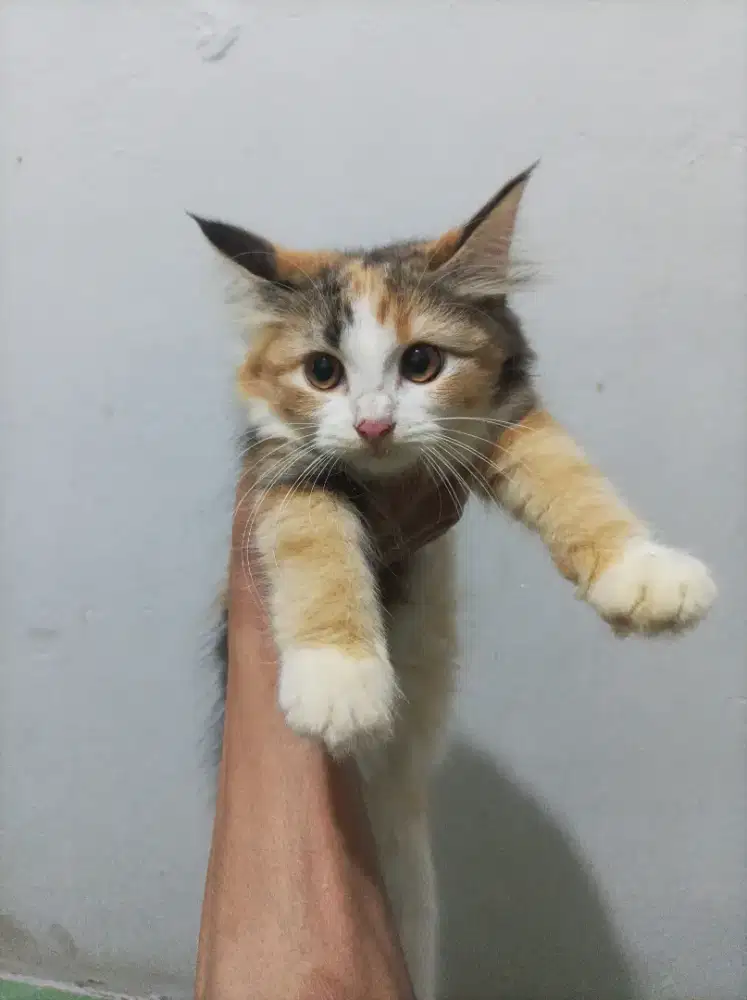 Anakan kucing persia 3 warna