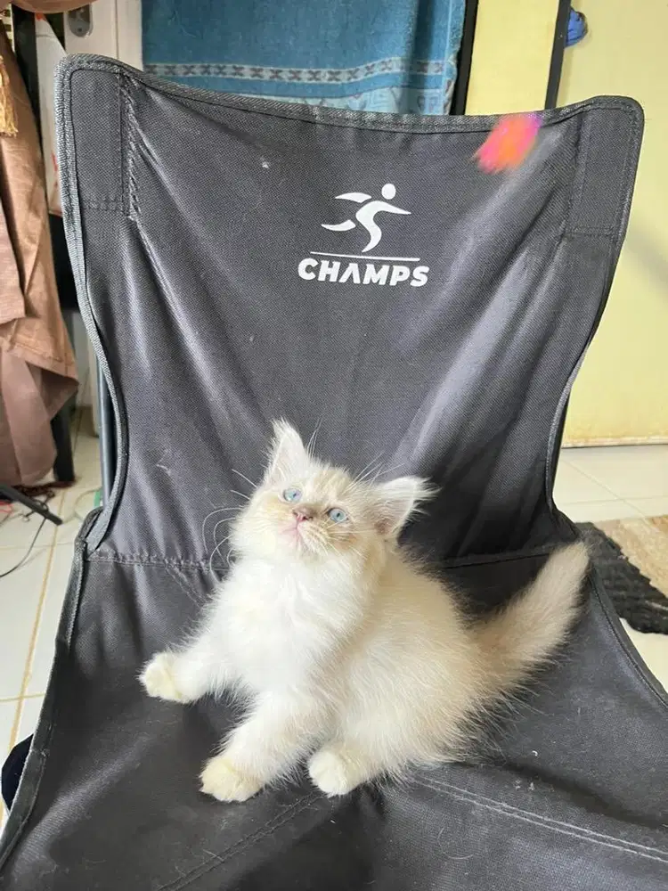 Persia  himalaya mata biru