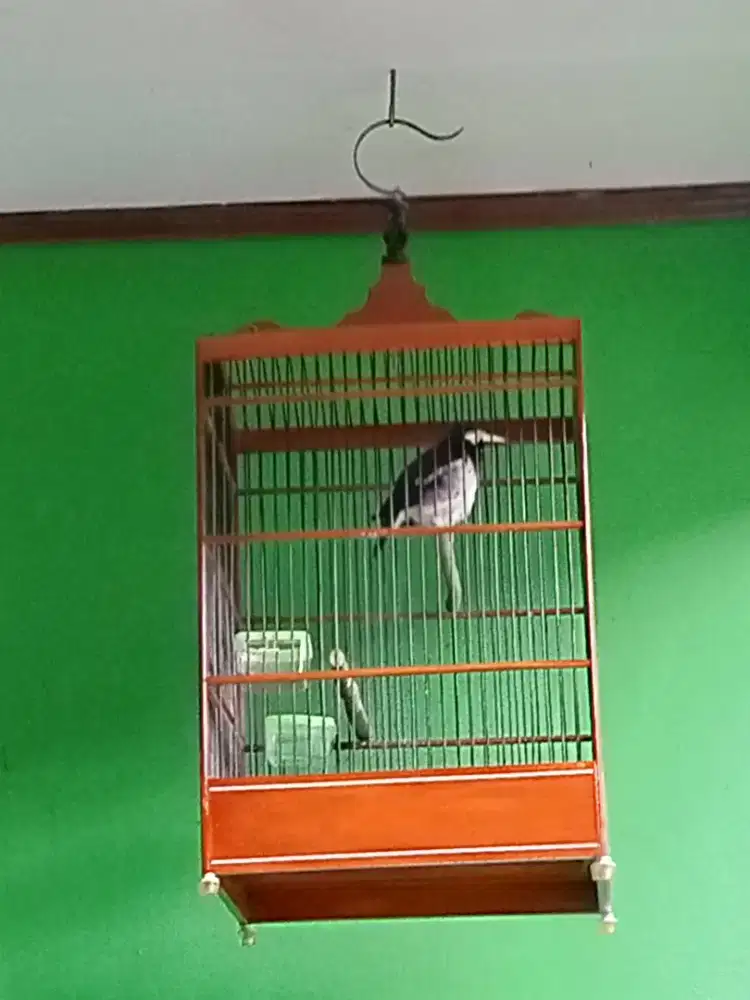 Burung jalak suren