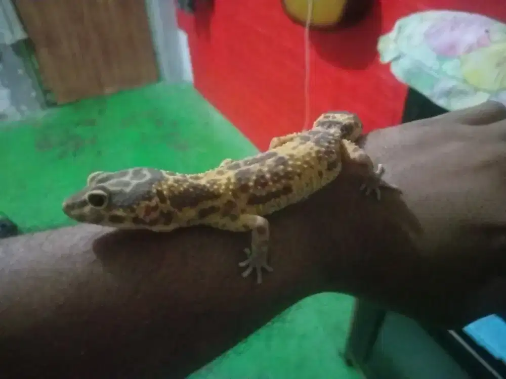 Jual  produk Gecko