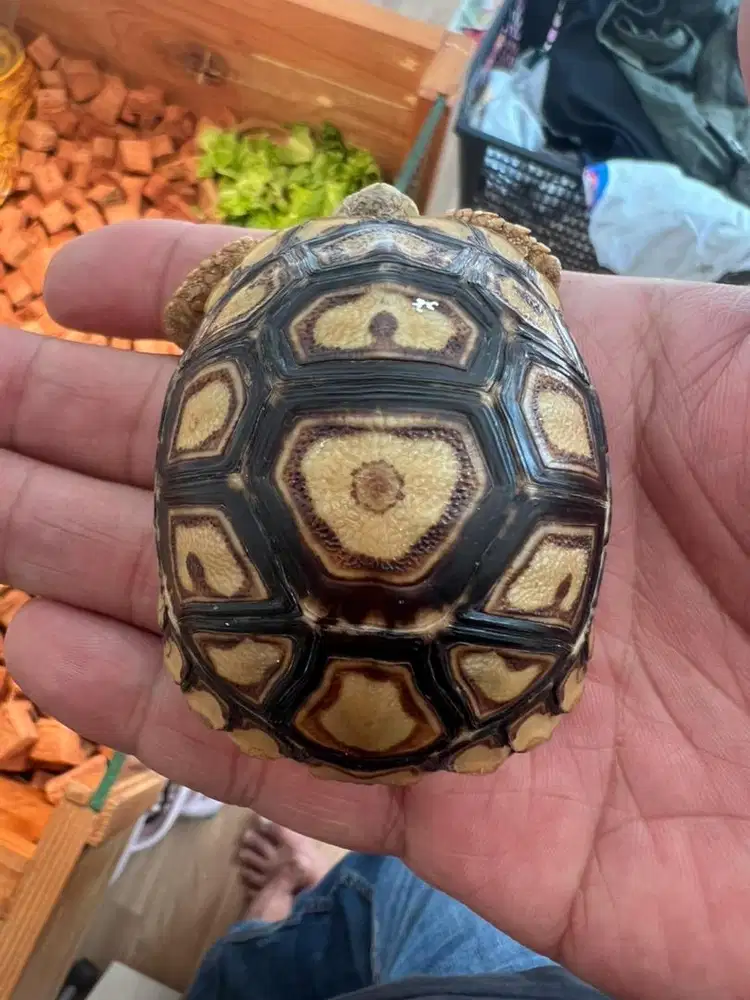 leopard pardalis 12scute