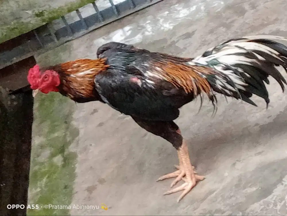 Ayam Bangkok Purworejo
