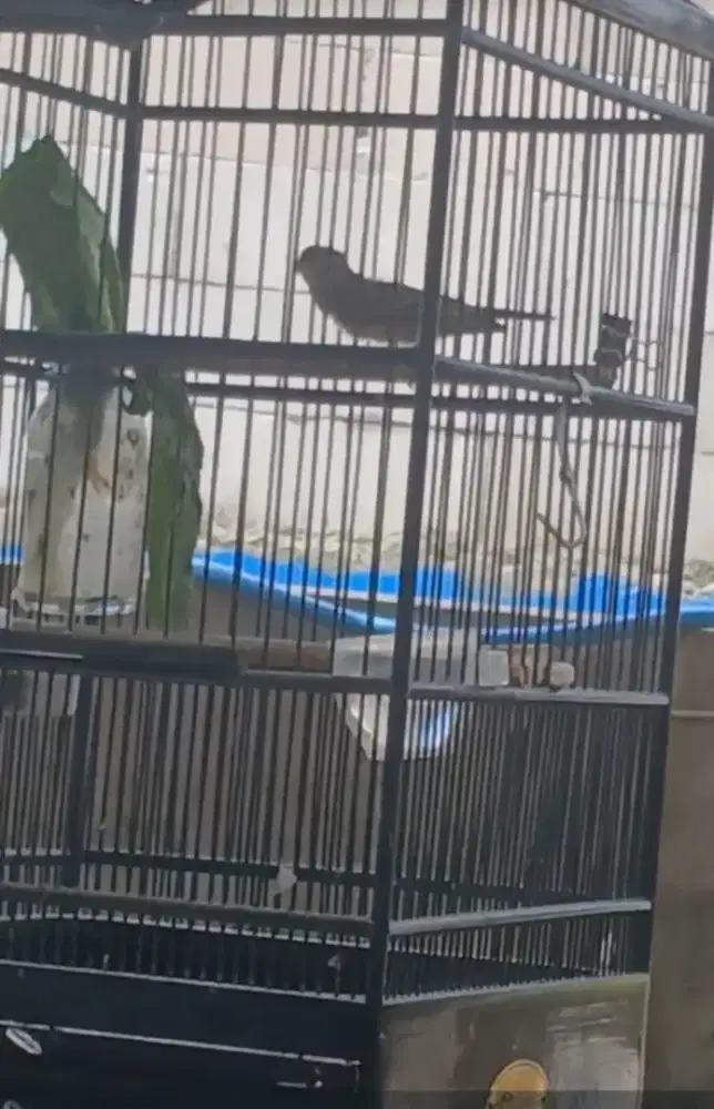 Paud burung blacktroot istimewa