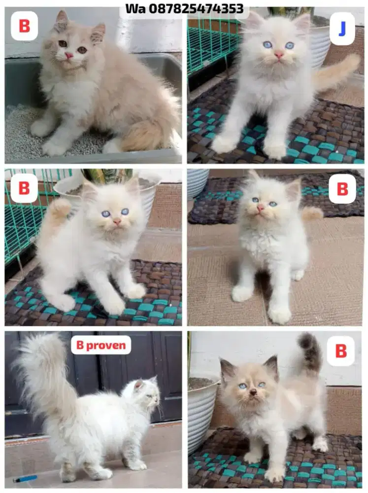 Kucing persia gimbul