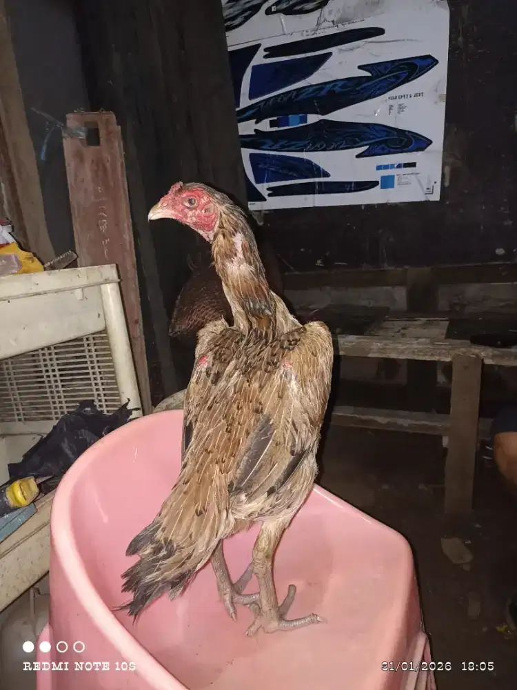 Jenis mangon ,10 bln