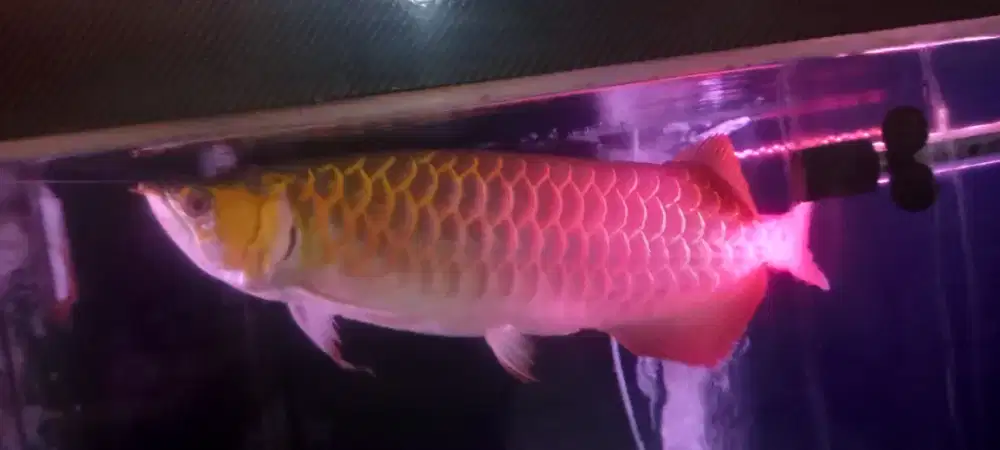 Jual full set beserta ikan nya