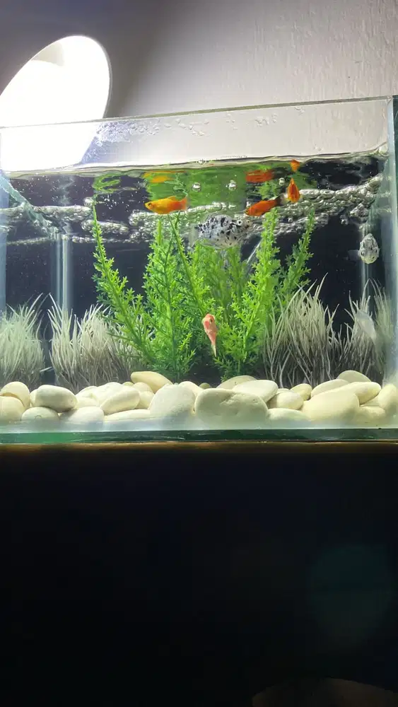 Pengasuh Anak Umur 2th