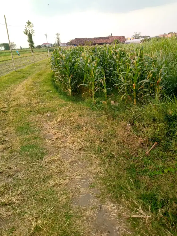 DIJUAL CEPAT : TANAH