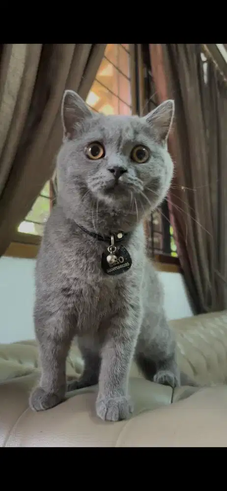 Open Adopt british short hair