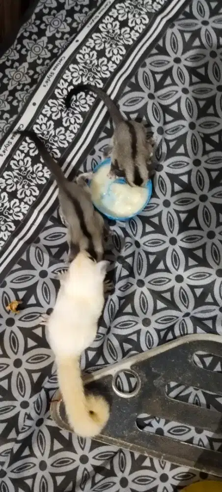 Sugar Glider Classic Grey