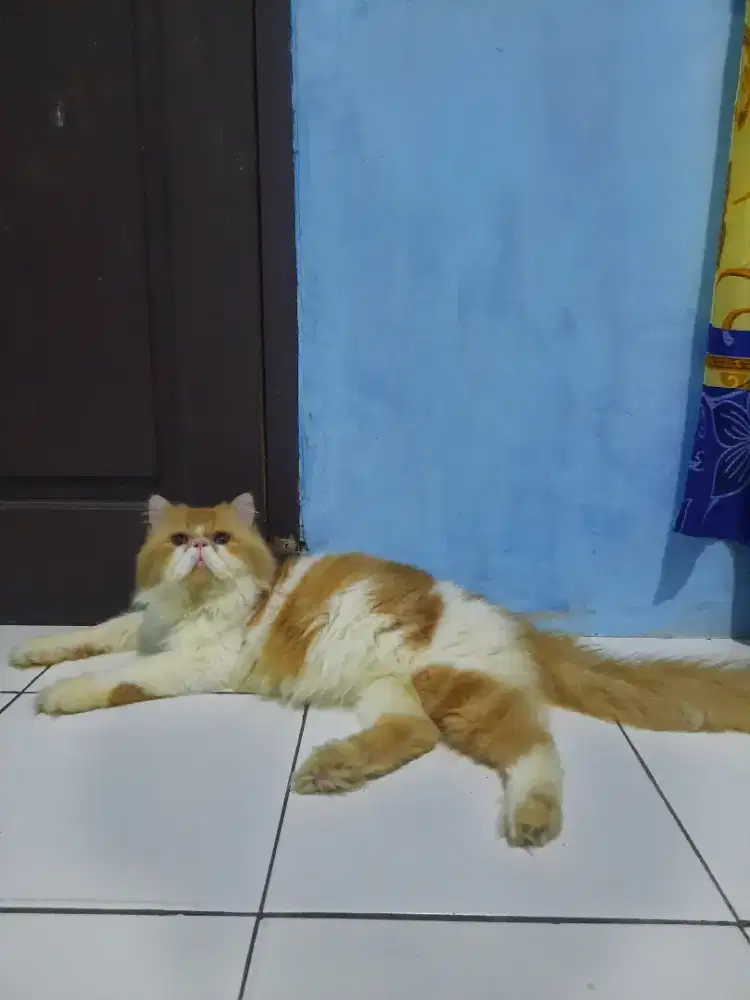 Persian peaknose Longhair