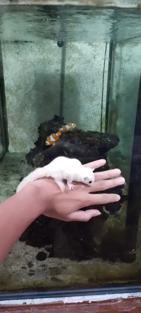 Sugar Glider Leucistic