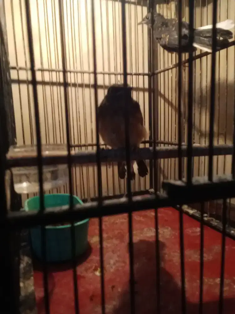 bismillah dijual murai batu trotol umur 1.5 bulan bebas pilih satuan