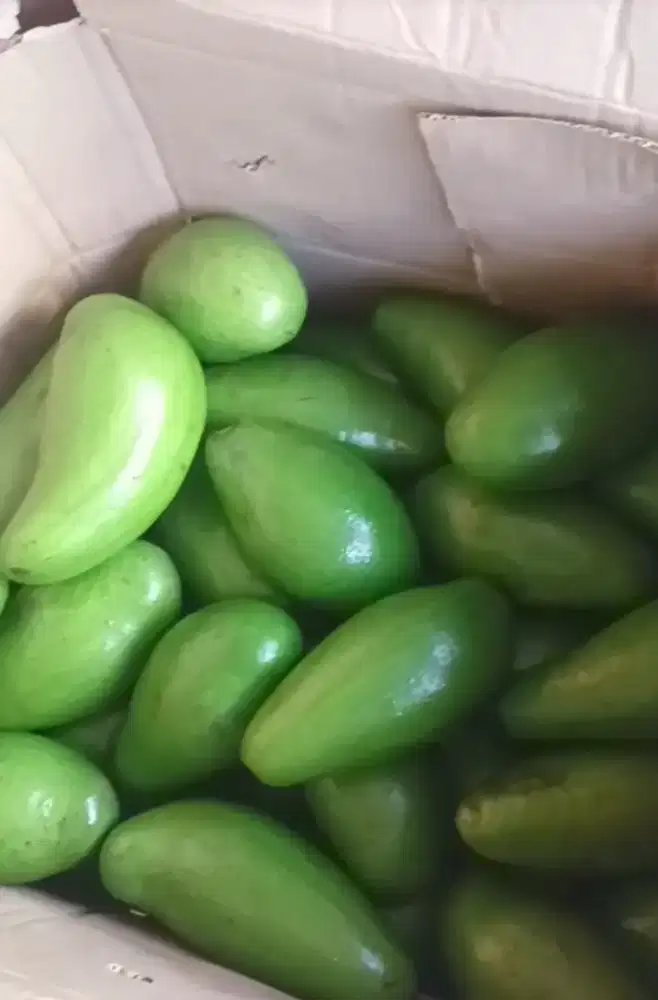 Jual Alpukat ECER dan grosir