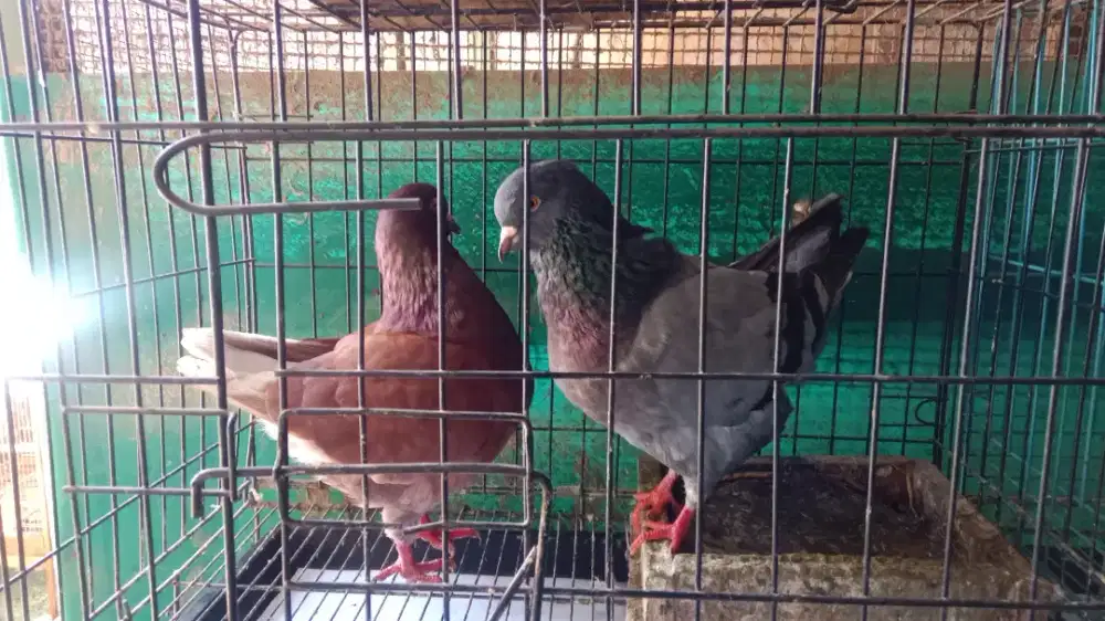 Jual Merpati show king dan ayam chocin