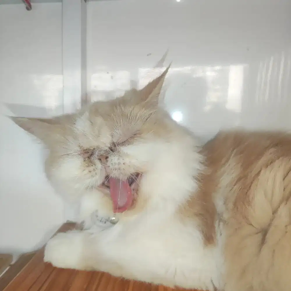 Kucing peaknose extream longhair / kucing persia peaknose