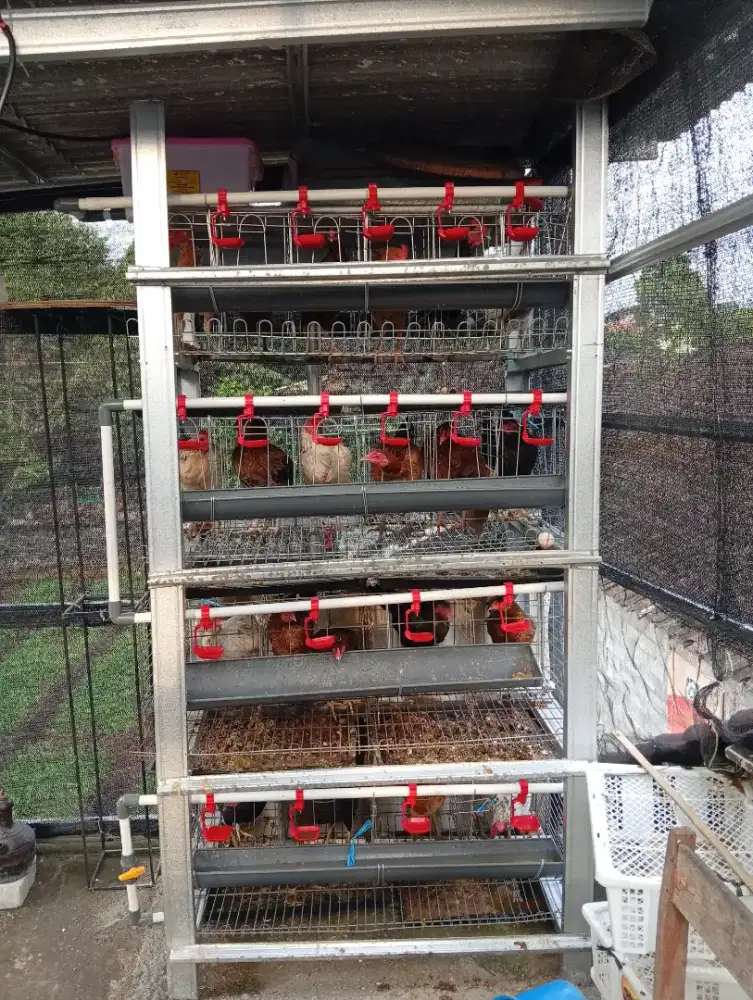 AYAM BETINA KAMPUNG ASLI