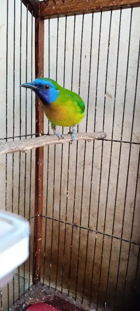 Masteran burung kinoy Tt Bisa