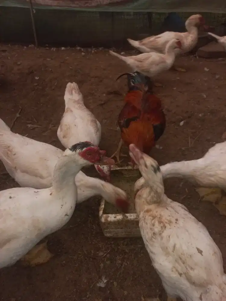 Entok , entog Jumbo asli Blitar