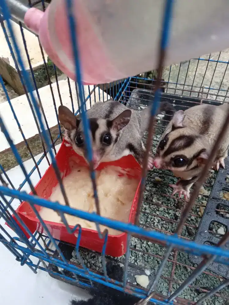 DiJual Murah!!!Sugar Glider Classic Grey