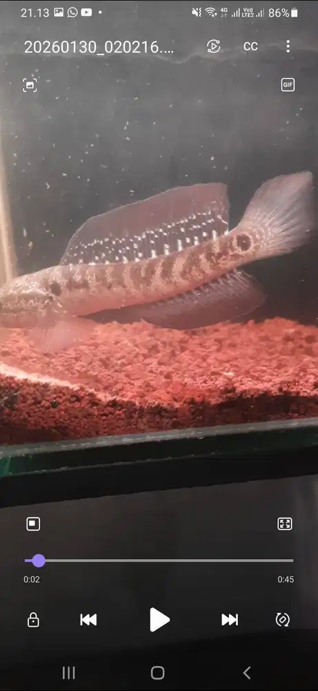 CHANA ASITIKA HIGH FIN