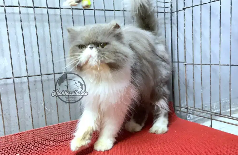 Kucing peaknose borongan