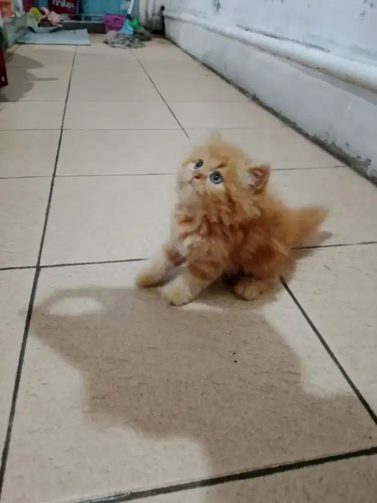 Kucing Persia longhair