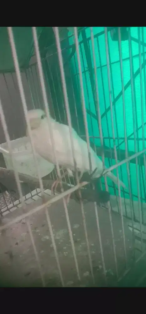 kenari lokal riwikan